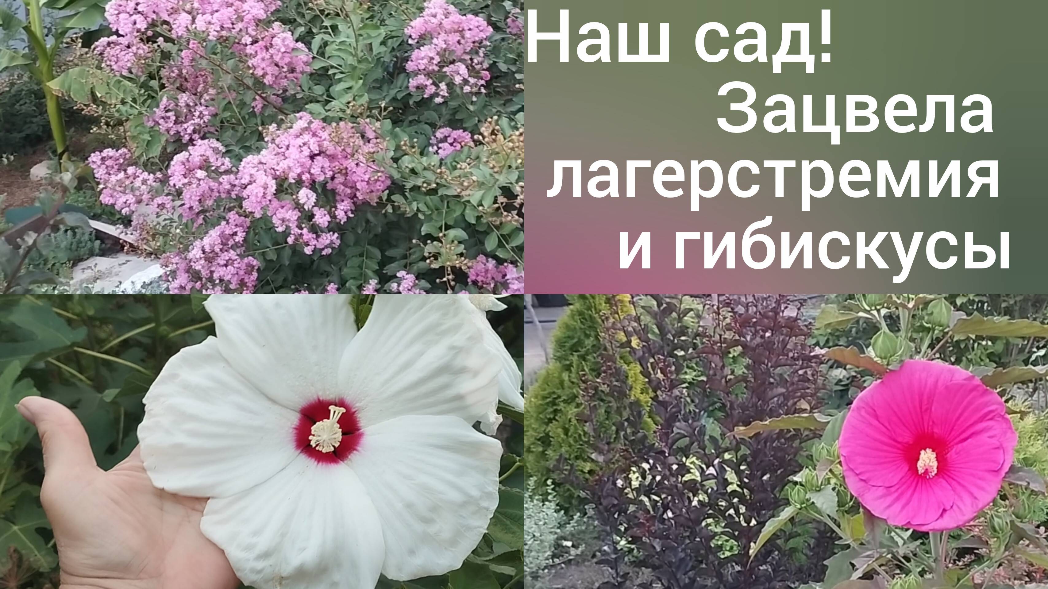Наша жизнь в станице Гиагинской/Зацвела лагерстремия и сортовые гибискусы/Сибиряки в Адыгее/
