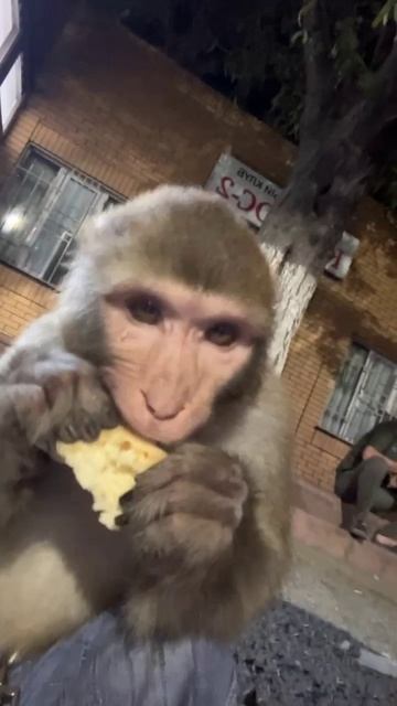 мысли в слух у Микки