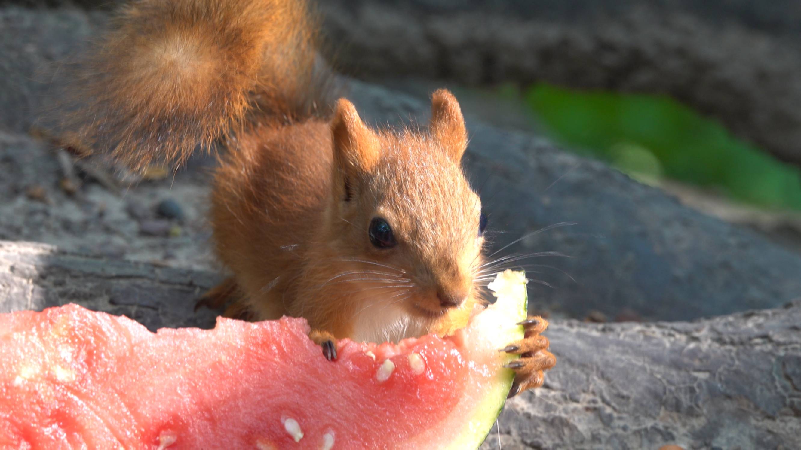 Белки. Зарисовка