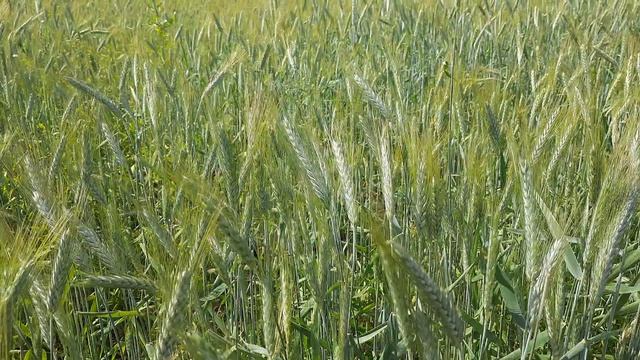 Над пропастью во ржи