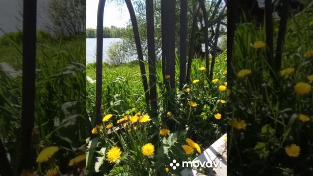 MovaviClips_Video_20250527-200431.mp4