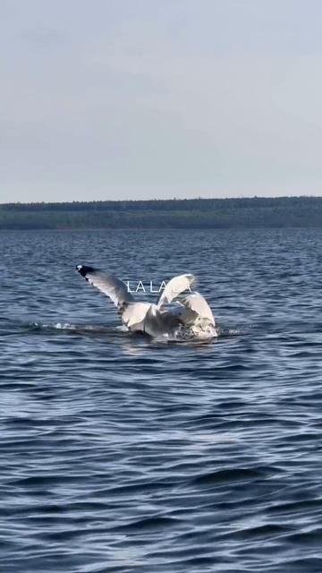 - алло, ничего не слышно 😁
#летнийвайб#путешесвуй#покажуроссию