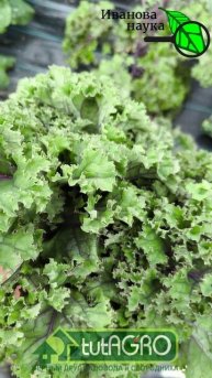 ЭТА КАПУСТА - ПРОСТО ЧУДО! Как правильно употреблять листовую капусту? Капуста РЕДБОР F1 Bejo.