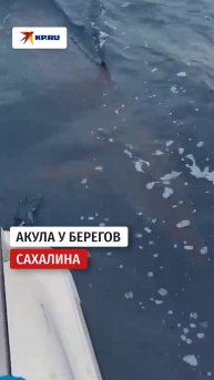 Акула у берегов Сахалина
