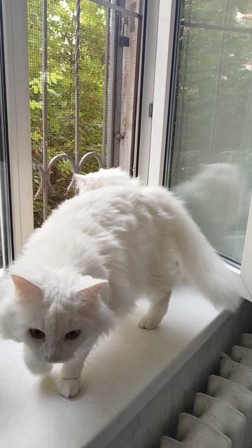 Кошка и Кот