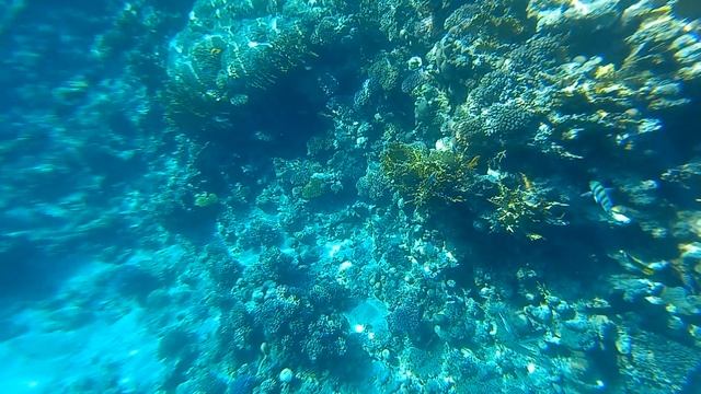 Подводный мир Шарм эль Шейха, Красное море, Египет