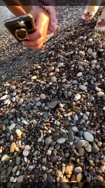 Морская черепашка. Только родившегося морского черепашенка отпускаем в море.