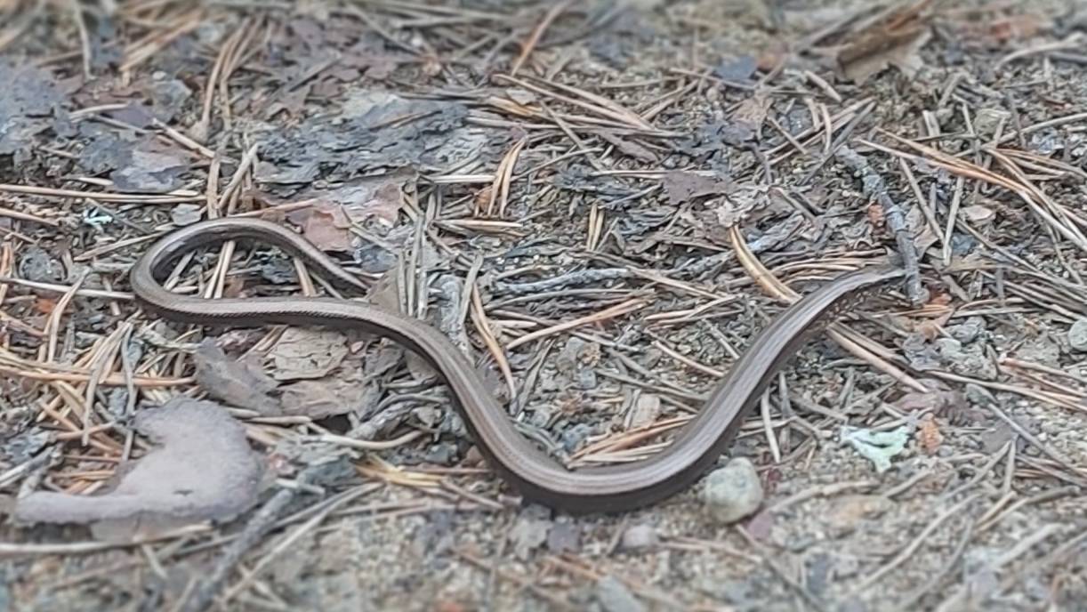 Ломкая веретеница (Ящерица. Вид безногих ящериц из семейства веретеницевых)