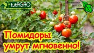 ЭТИ ТРИ ПОДКОРМКИ ПОГУБЯТ ВЕСЬ УРОЖАЙ! Никогда не используйте эти средства на томатах и огурцах.