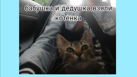 Бабушка и дедушка взяли котёнка!!!🐈