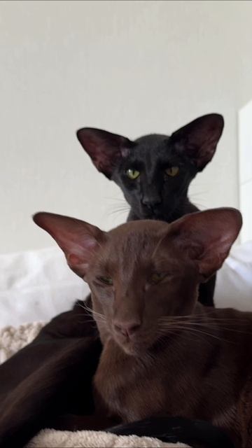 ориентальные кошки