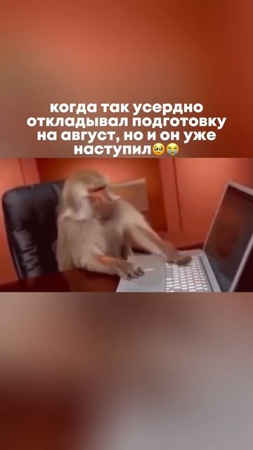 Когда август наступил, а ты — всё ещё в отпуске от учёбы 💀 #егэ2026 #экзамены #зачетныйкурс #мемы