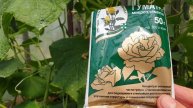 Полив огурцов, полезным удобрением. Рост, вкус, урожайность, устойчивость к болезням.