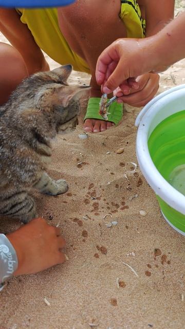 Кормление котэ рыбкой