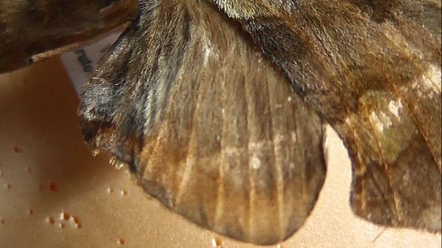 БРАЖНИКИ: 427. Daphnusa sinocontinentalis