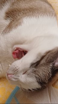 Наши котики 😺