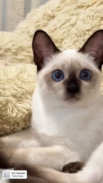 Тайский котенок Хота поймала добычу