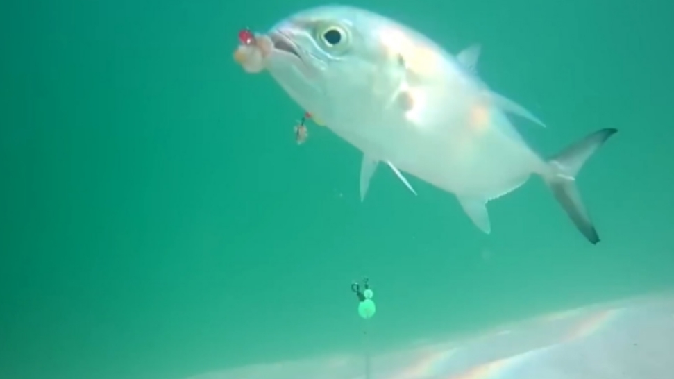 Подводная камера на леске - реакция рыба 🐋🦈🐋