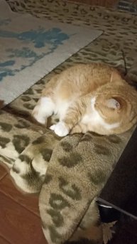 Для чего бильярдный стол? #котики