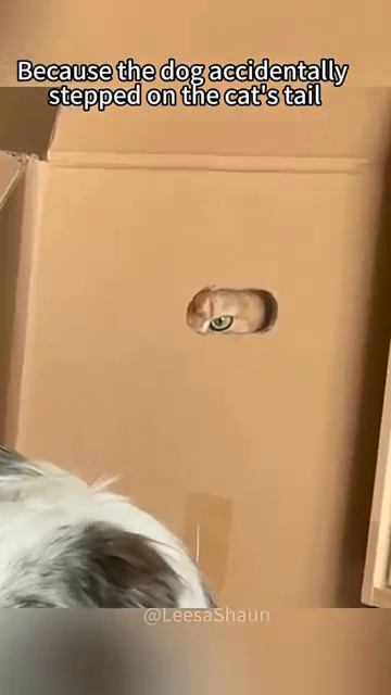 Как кошка с собакой.