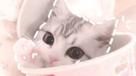 Котики которым нужна помощь!🥺😢😭