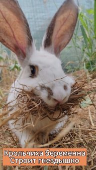 Крольчиха вот вот родит, строит гнездышко у меня во дворе #bunny #rabbit #pregnancy #beautiful