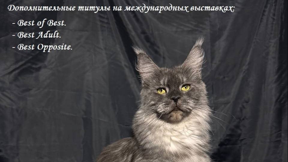 Кошечка мейн-кун нашего питомника
