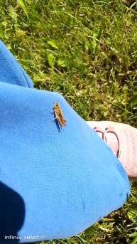 кузнечики атакуют