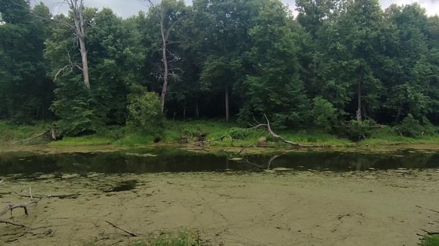 д.Ростислаевка, Ульяновская обл., июль 2025, р.Сура, за Сурой озёра и поля, леса и поля в деревне.