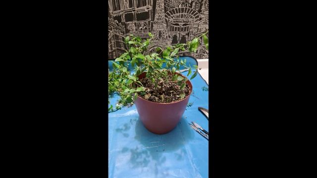 Зеленый крупнолист. 9