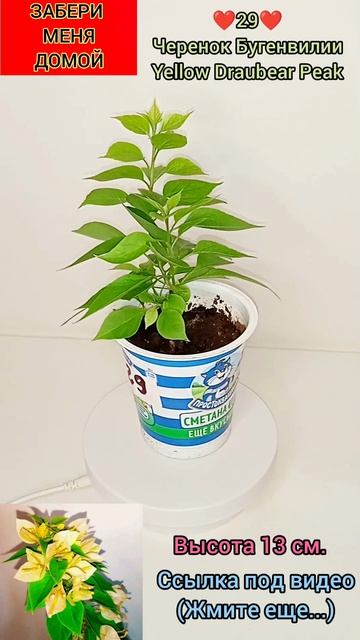 ❤️29❤️отросточек Бугенвилии