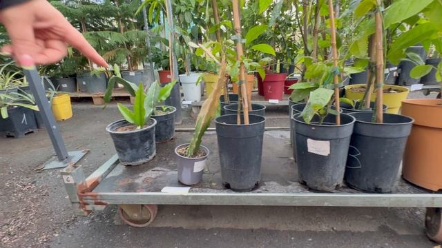 Обзор плодовой экзотики