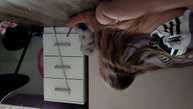 котята в школе 1 чясть