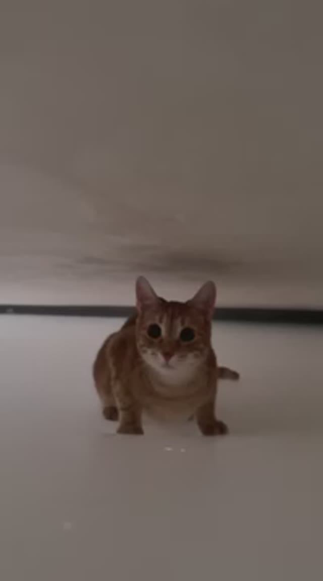 Вот зачем нужны подвесные потолки