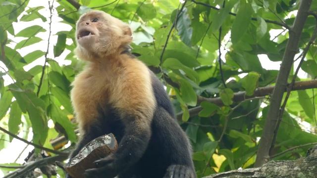 Обезьяна ест кокос