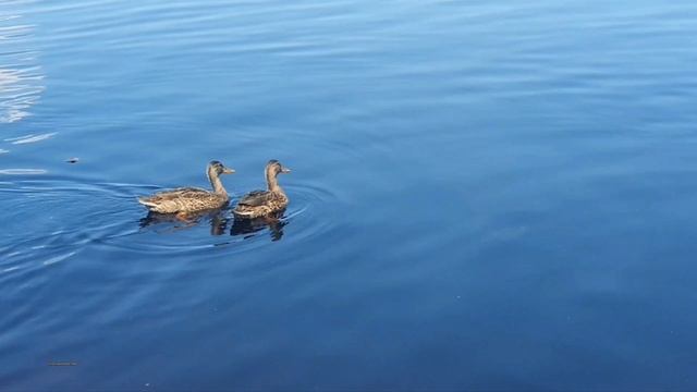 Красота озера и стареющая русалочка.