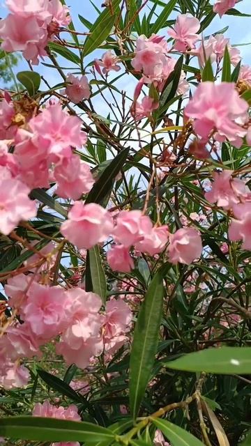 Олеандры в цвету, Сочи 01.08.2025