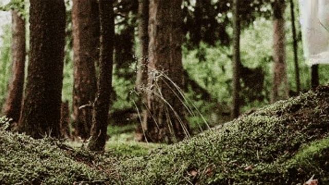 Лето по лесам.