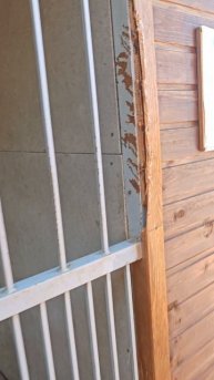 В 69 вольере такие собачки. Ищют дом 🙏 Телефоны приюта 8-918-905-63-77 или 8-862-555-13-99