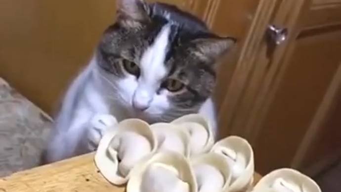 Забавные котики! Котики - воришки и добытчики! Смешно! 🐱🐱🐱🐱🐱
