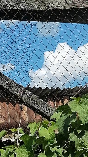 Гошка опять прилетел на наш огород