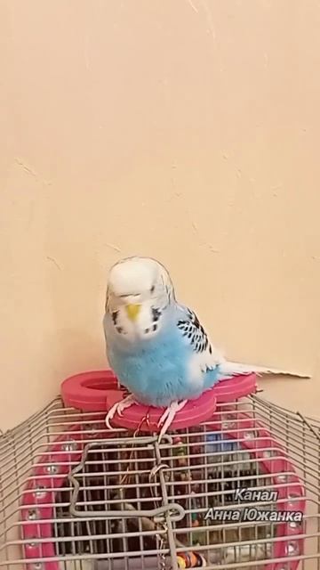 Попугай патриот, подпевает под песню Матушка Земля.