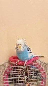 Попугай патриот, подпевает под песню Матушка Земля.