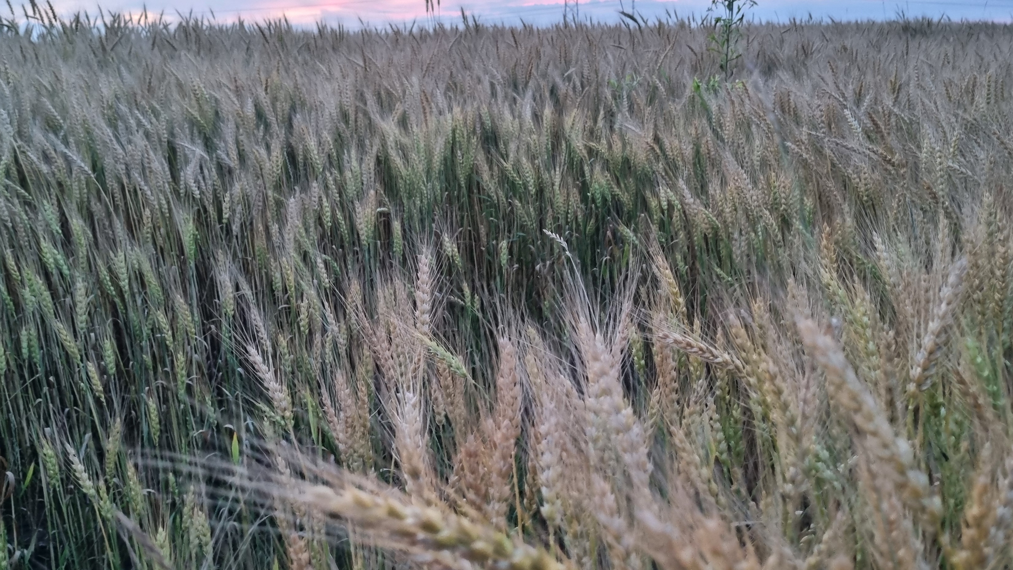 Говорушки, возвращение в город