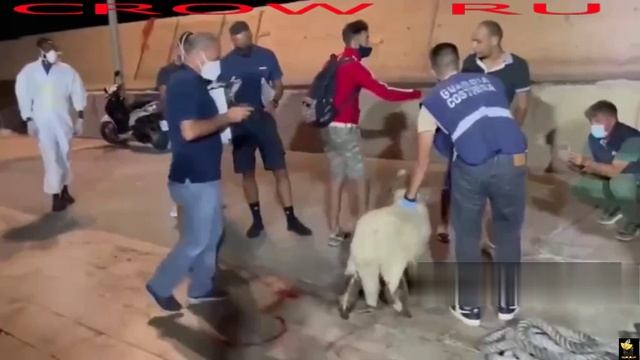 Прикольно, нелегалы прибывают в Италию прям со своими козами !!!
