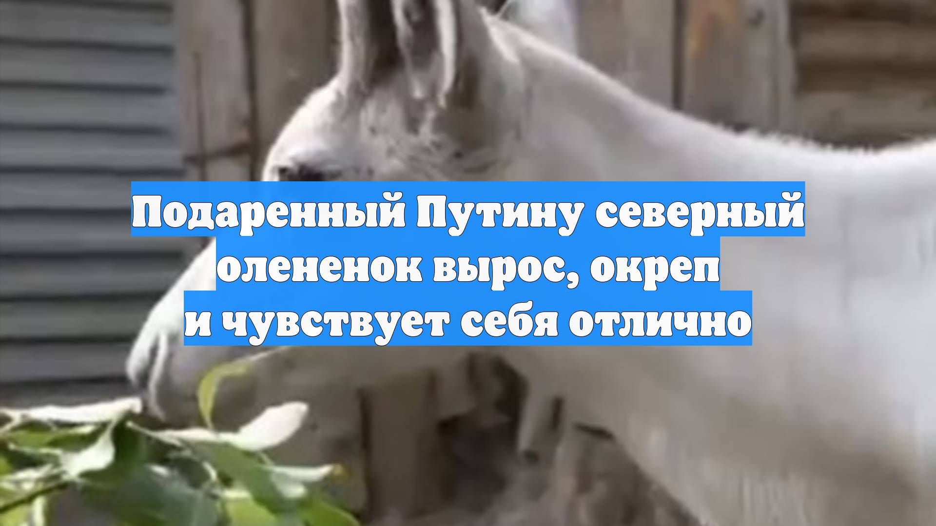Подаренный Путину северный олененок вырос, окреп и чувствует себя отлично