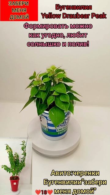 черенок Бугенвилии❤️18❤️