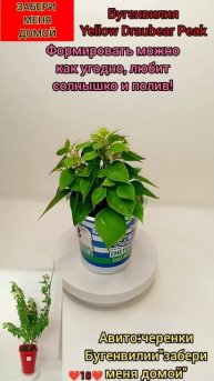 черенок Бугенвилии❤️18❤️