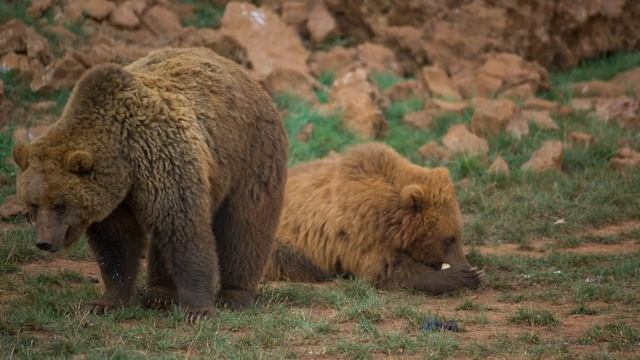 Пара бурых медведей в поле