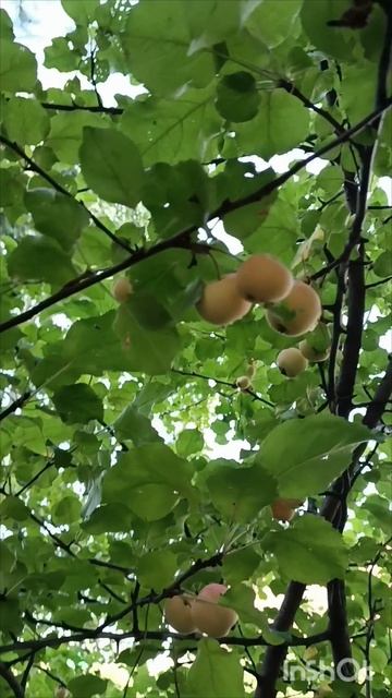 Тихая охота с сюрпризом! 🙃